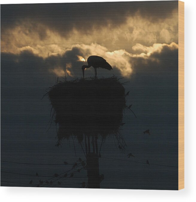 Stork Wood Print featuring the photograph Stork with evening sun light by Cliff Norton