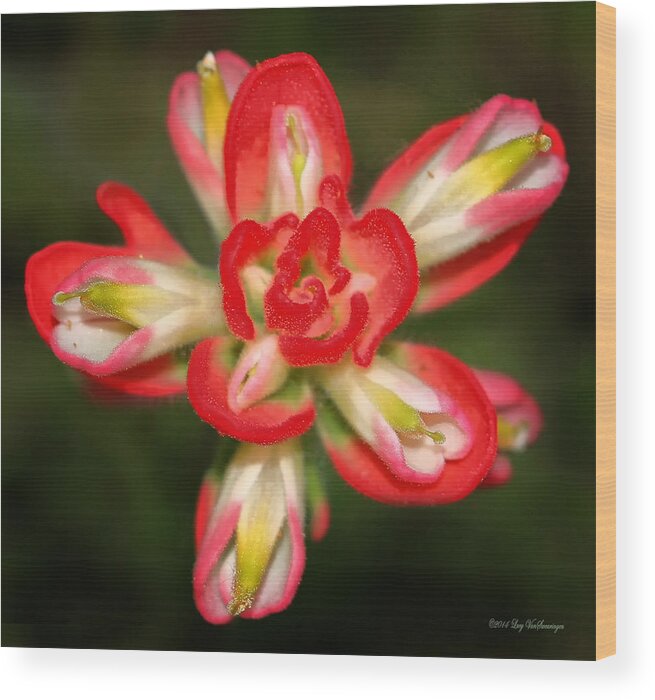 Indian Paintbrush Wood Print featuring the photograph Sugar Frosted Paintbrush by Lucy VanSwearingen