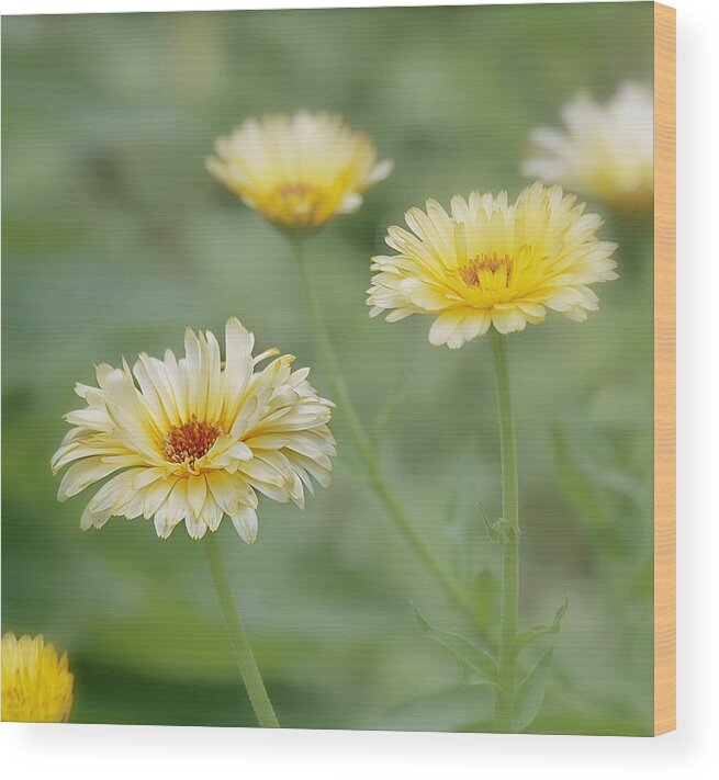 Yellow Flower Wood Print featuring the photograph Sunny Daze by Kim Hojnacki