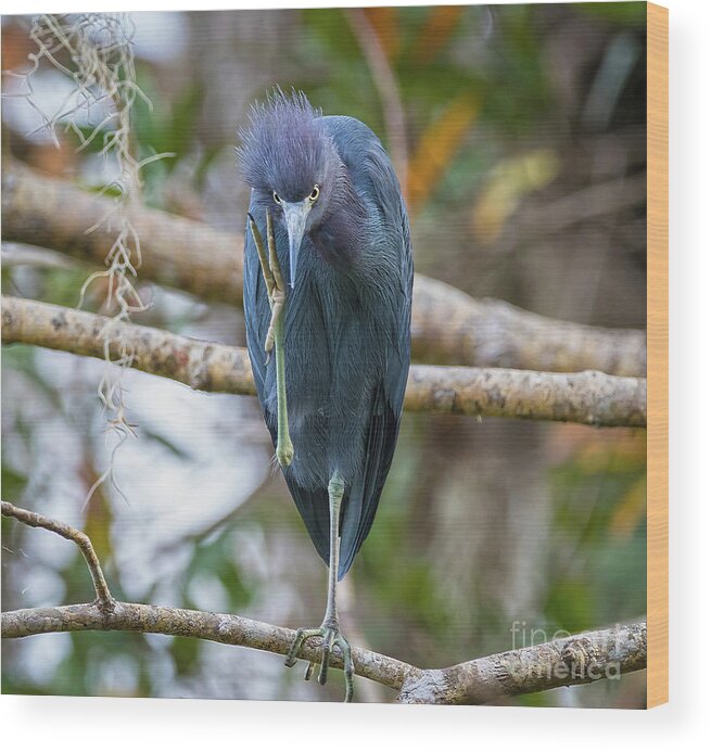 Herons Wood Print featuring the photograph That Feels Great - Little Blue Heron by DB Hayes