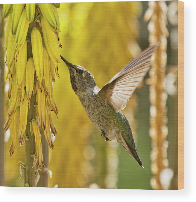 Hummingbird Wood Print featuring the photograph The Hummingbird and the Yellow Aloe by Saija Lehtonen