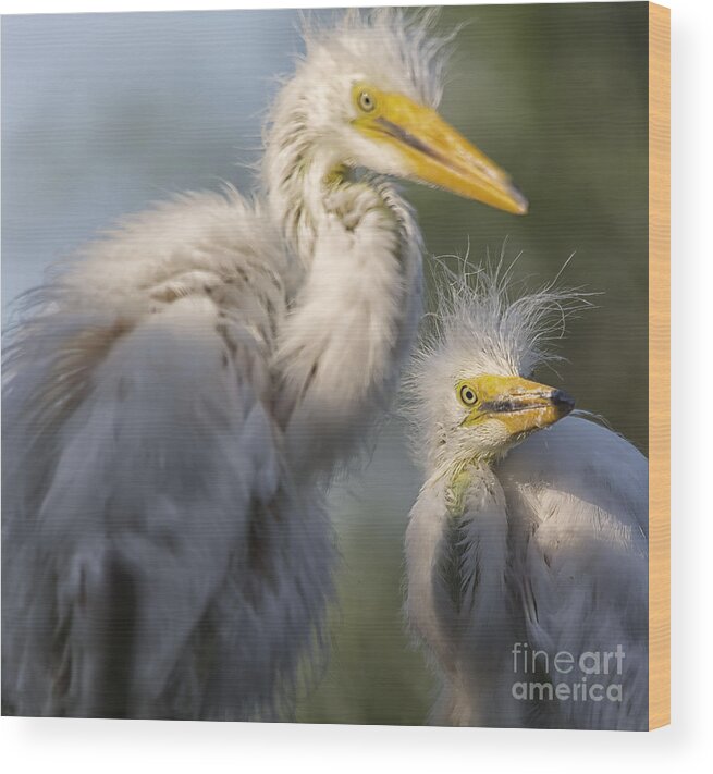 Baby Birds Wood Print featuring the photograph The Siblings by Mary Lou Chmura