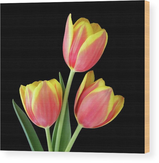Tulip Wood Print featuring the photograph Tulip Passion by Johanna Hurmerinta