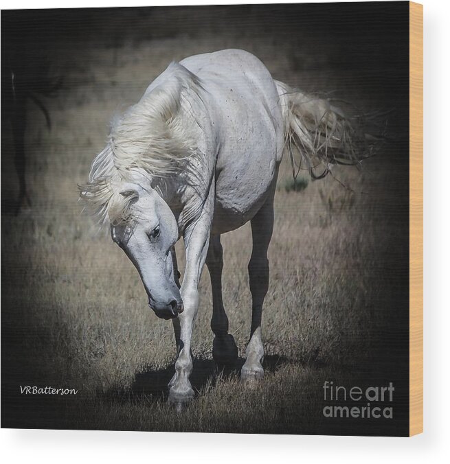 Stallion Wood Print featuring the photograph Wild Horse Leader by Veronica Batterson