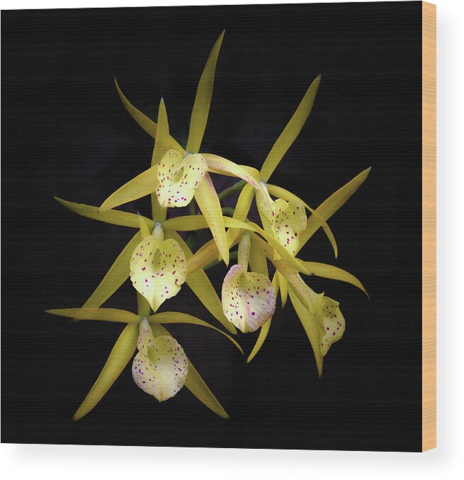 Yellow; Orchids Wood Print featuring the photograph Glowing Orchids by Georgette Grossman