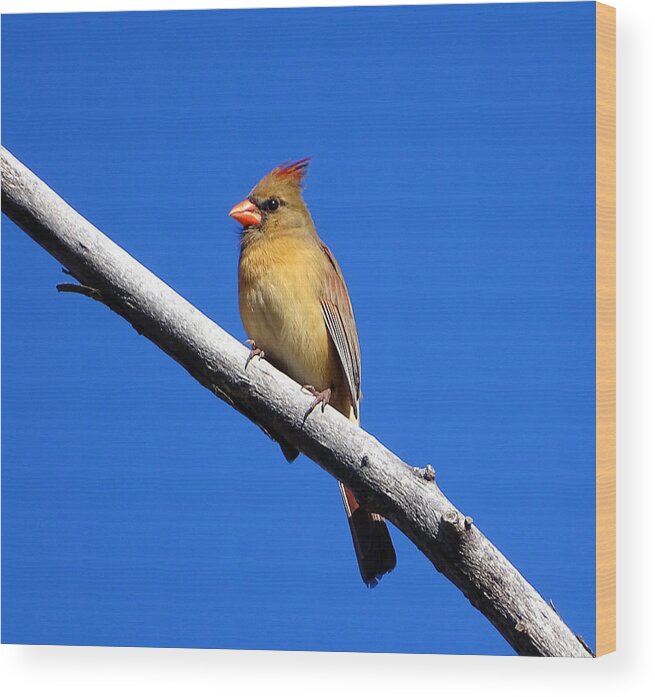 Little Bird Wood Print featuring the photograph Young Cardinal bird by Lilia D