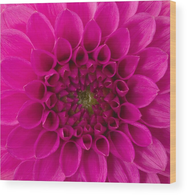 Saturated Color Wood Print featuring the photograph Dahlia #2 by Vidok