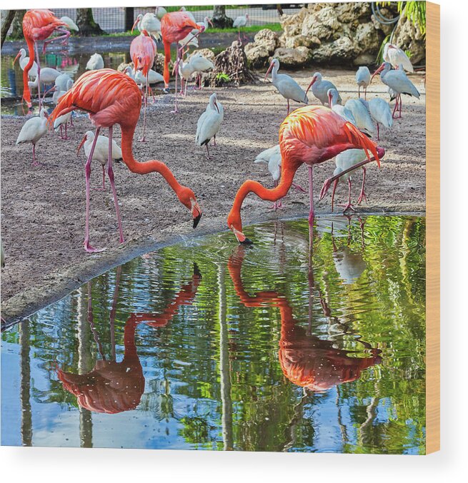 Estock Wood Print featuring the digital art Flamingo Gardens, Davie, Fl #4 by Lumiere