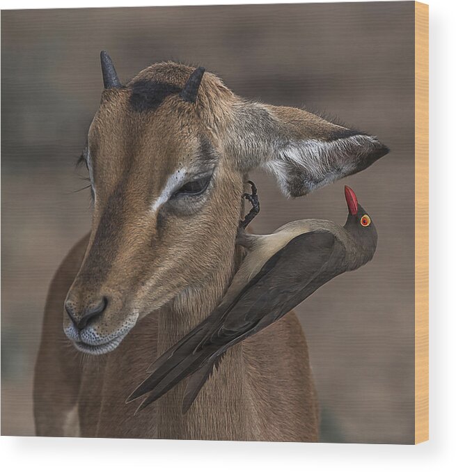 Nature Wood Print featuring the photograph A Word In Your Ear by Lourens Durand