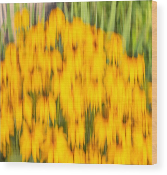 Sunflowers Wood Print featuring the photograph Abstract Rudbeckia 2018-1 by Thomas Young