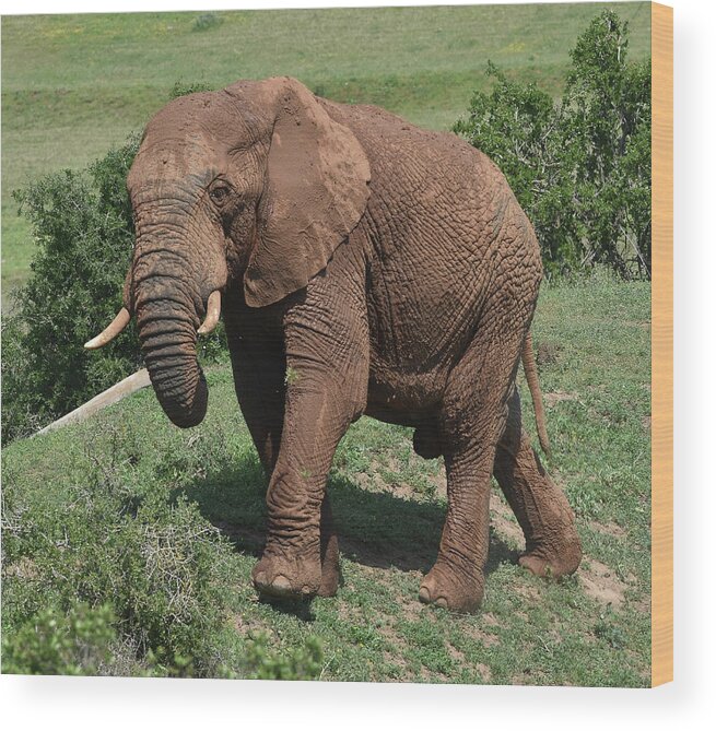 Elephant Wood Print featuring the photograph Addo Elephant by Ben Foster