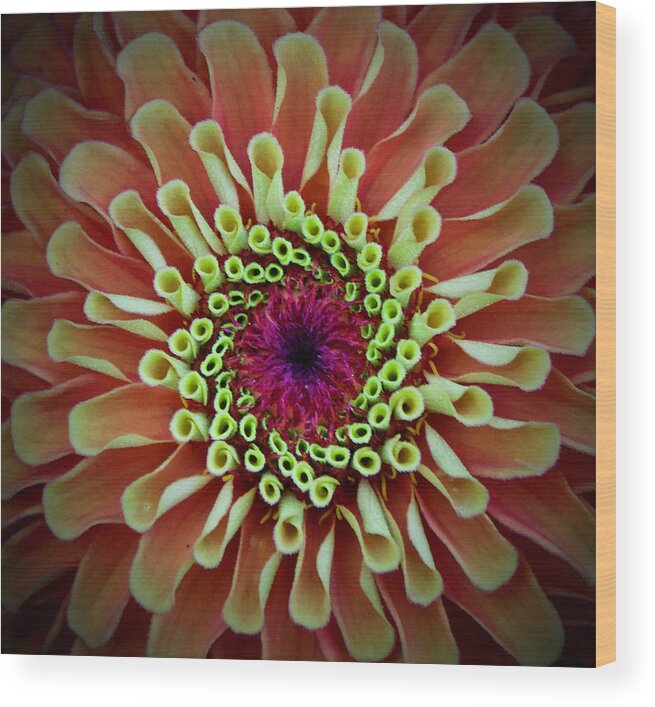 Asheville Wood Print featuring the photograph An Orange and Green Dahlia at the North Carolina State Arboretum by L Bosco