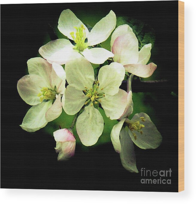 Apple Tree Blossoms Wood Print featuring the photograph Apple Blossoms in the Spring by Hazel Holland