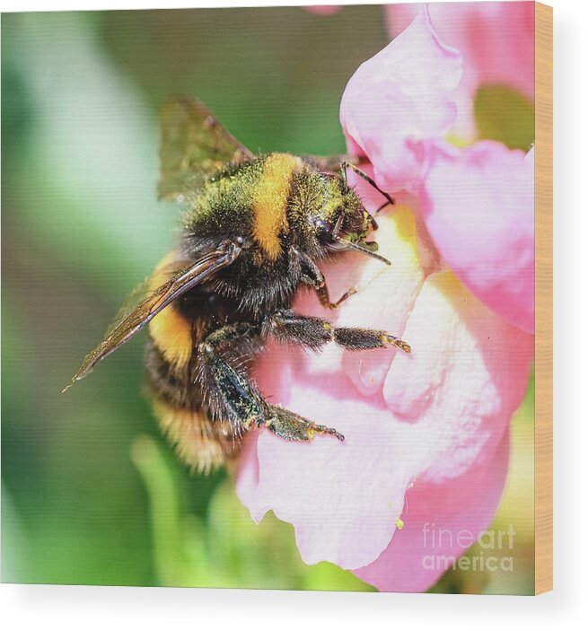  Wood Print featuring the photograph Bee on flower by Colin Rayner