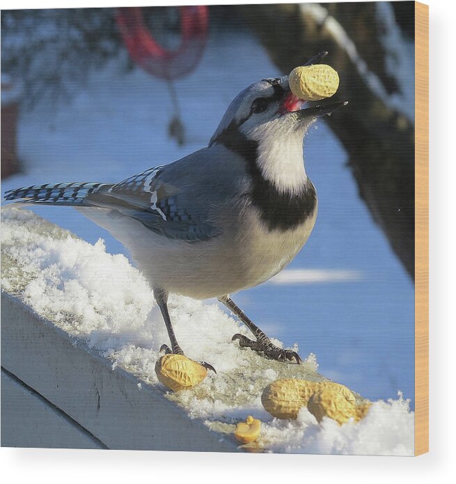 Blue Jay Wood Print featuring the photograph Blue Jay Tossin' One Back on a Snowy Day by Linda Stern