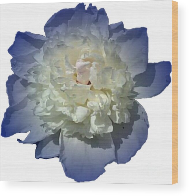 Blue Wood Print featuring the photograph Blue Peony Flower Designed for Shirts by Delynn Addams