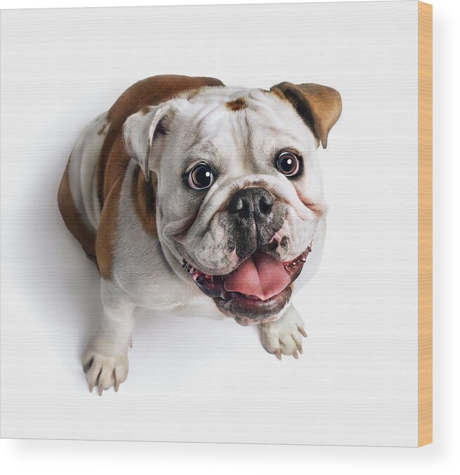 Pets Wood Print featuring the photograph Bulldog Looking Up by Gandee Vasan