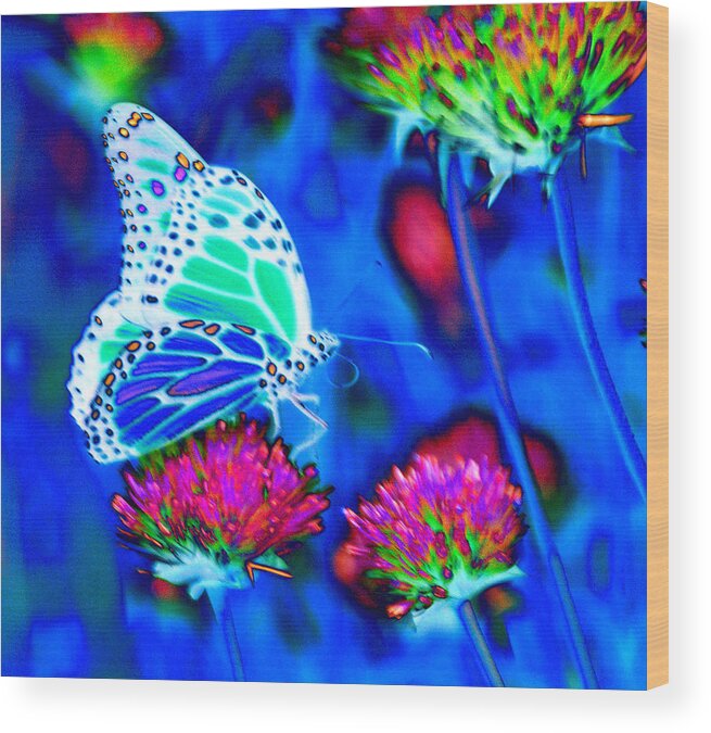 Butterfly Blue. Antennae Wood Print featuring the photograph Butterfly Blue by Tom Kelly