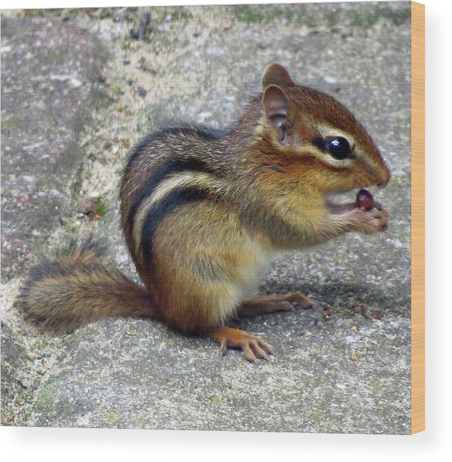 Chipmunk Wood Print featuring the photograph Chipmunk Eating a Grape by Linda Stern