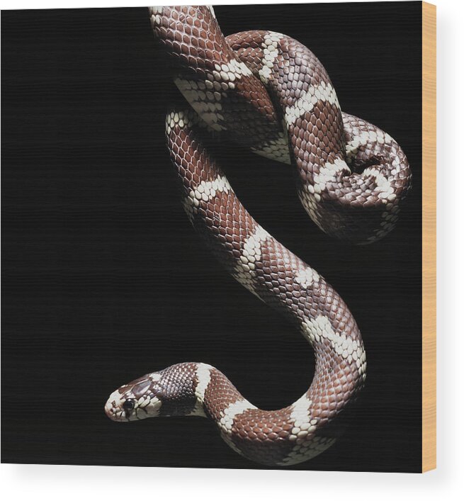 Pets Wood Print featuring the photograph Close Up Of California Kingsnake by Henrik Sorensen