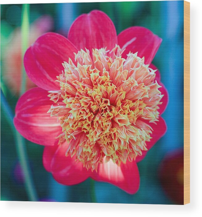 Flower Wood Print featuring the photograph Flower I by Anamar Pictures