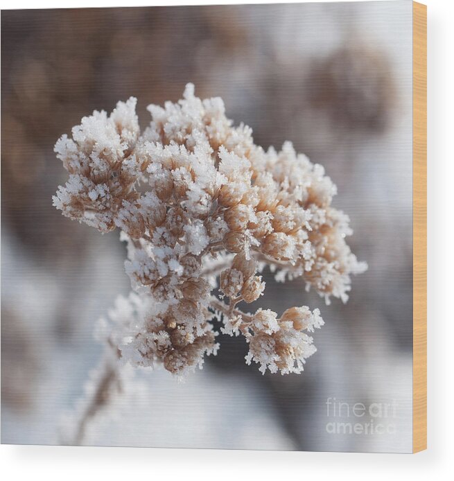 Colorado Wood Print featuring the photograph Frosted Yarrow by Julia McHugh