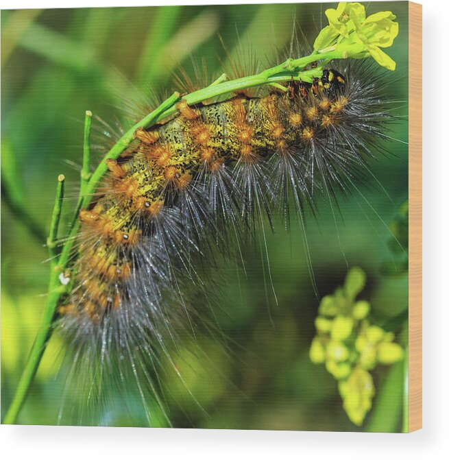 Caterpillars Wood Print featuring the photograph Furry Climber by Arthur Bohlmann