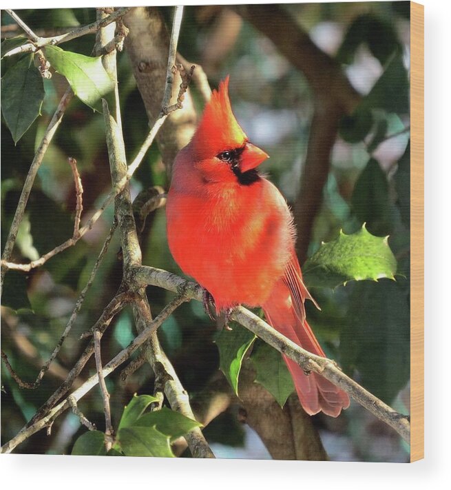 Male Cardinal Wood Print featuring the photograph Glowing Cardinal by Linda Stern