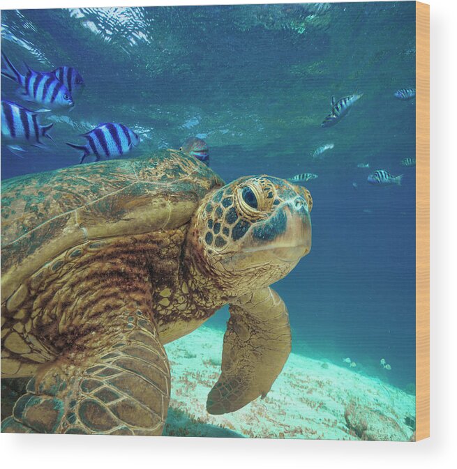 00586423 Wood Print featuring the photograph Green Sea Turtle, Balicasag Island, Philippines by Tim Fitzharris