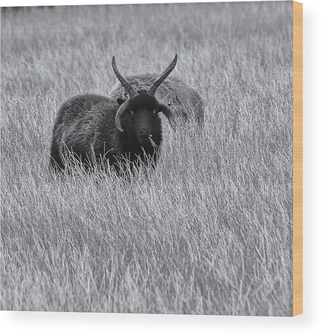 Sheep Wood Print featuring the photograph Hebridean Sheep Monochrome by Jeff Townsend