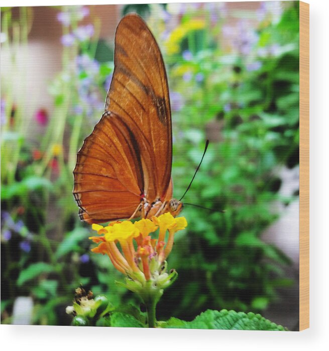 Butterfly Wood Print featuring the mixed media Hungry Orange Butterfly by Ally White