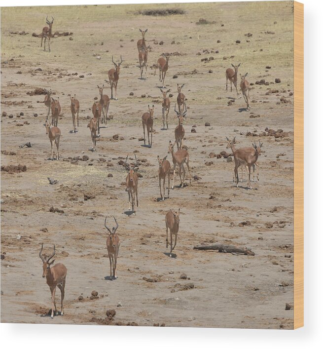 Impala Wood Print featuring the photograph Impala Coming to Water by Ben Foster