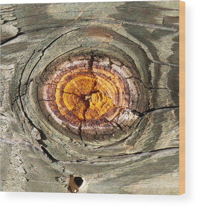 Tree Wood Print featuring the photograph Knot by Ivars Vilums