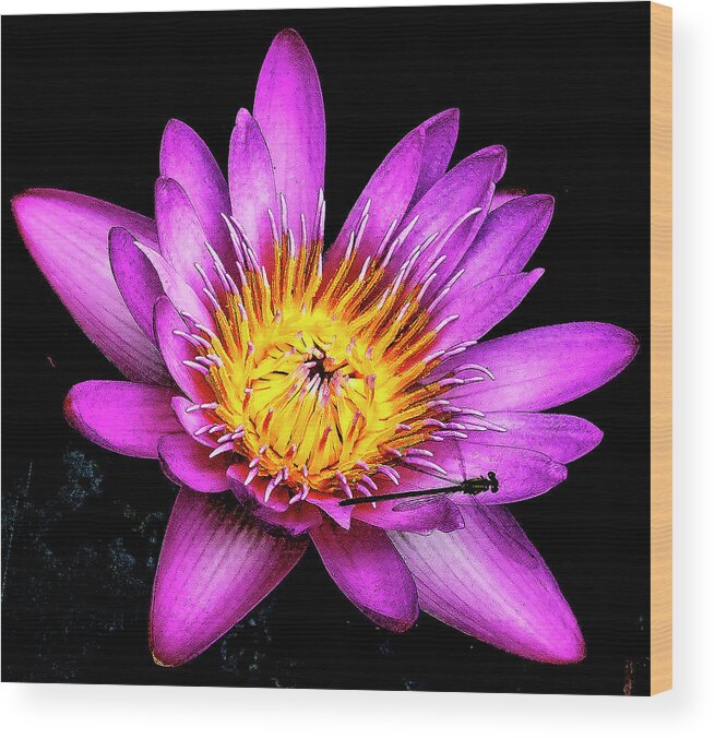 Flower Wood Print featuring the photograph Lilly Pad Bloom by Jerry Connally