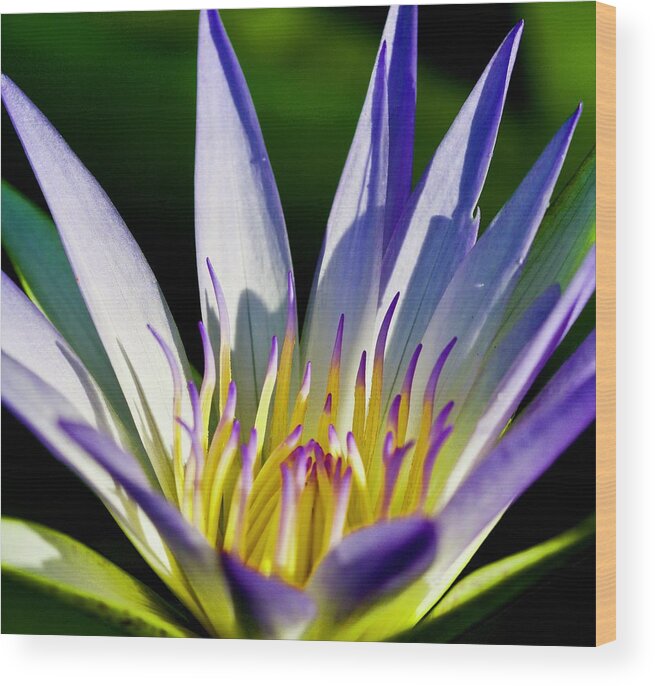 Florida Wood Print featuring the photograph Lovely Purple WaterLily on a Summer Day by L Bosco