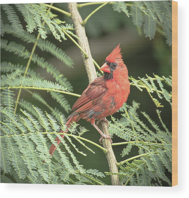Cardinal Wood Print featuring the photograph Male Cardinal by Lori Rowland