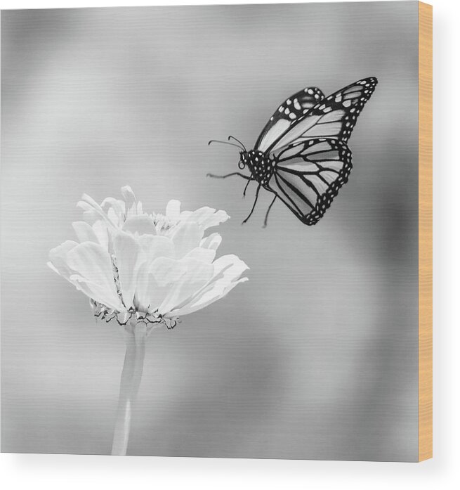 Ir Infra Red Infrared Monarch Landing Flying Flight Butterfly Butterflies Flower Flowers Floral Botany Botanical Outside Outdoors Nature Natural Insect Ma Mass Massachusetts U.s.a. Brian Hale Brianhalephoto Fine Art 720nm Wood Print featuring the photograph Monarch in Infrared 6 by Brian Hale