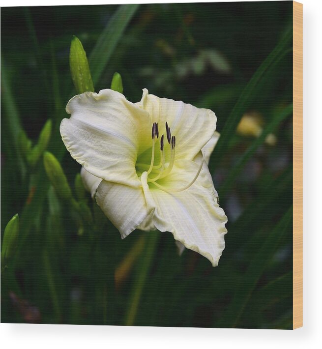 Delicate Wood Print featuring the photograph Pastel Yellow Daylily by Lynn Hunt