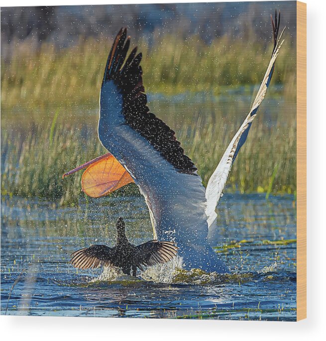 Pelican Wood Print featuring the photograph Pelican 9 by Rick Mosher