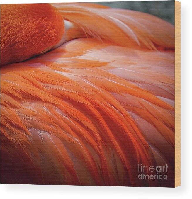 Flamingo Wood Print featuring the photograph Pink Feathers by Susan Rydberg