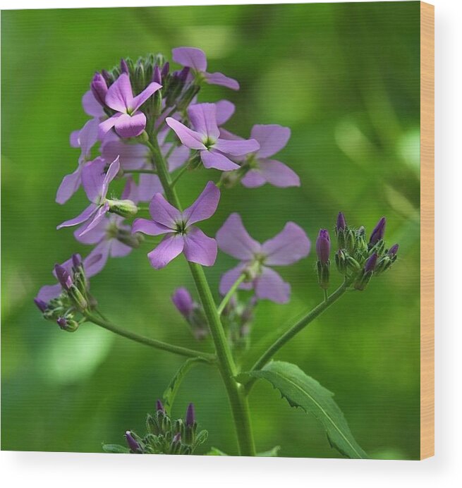 Purple Wood Print featuring the photograph Purple Shaded Flower by Tina M Daniels  Whiskey Birch Studios
