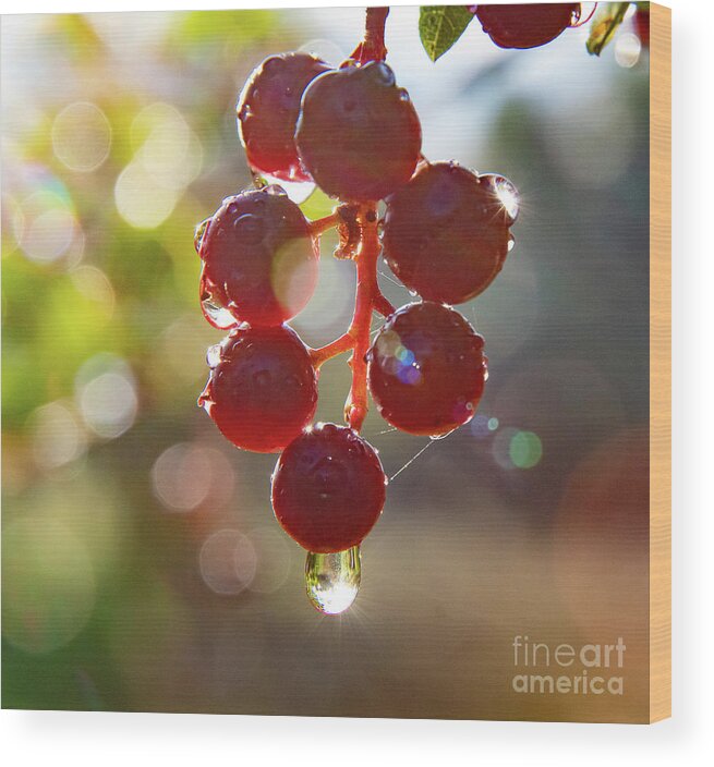 Choke Cherries Wood Print featuring the photograph Rain Drops On Choke Cherries by Gary Beeler