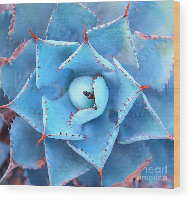 Small Wood Print featuring the photograph Sharp Pointed Agave Plant Leaves by Asharkyu