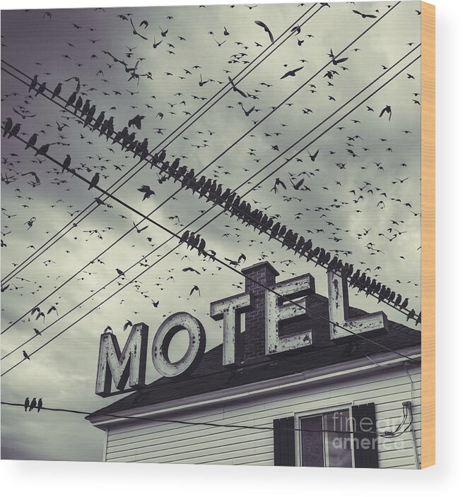 Wire Wood Print featuring the photograph The Bird Motel by Shaunl