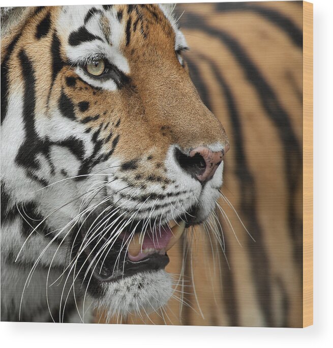 Big Cat Wood Print featuring the photograph Tiger Close Up by Andyworks