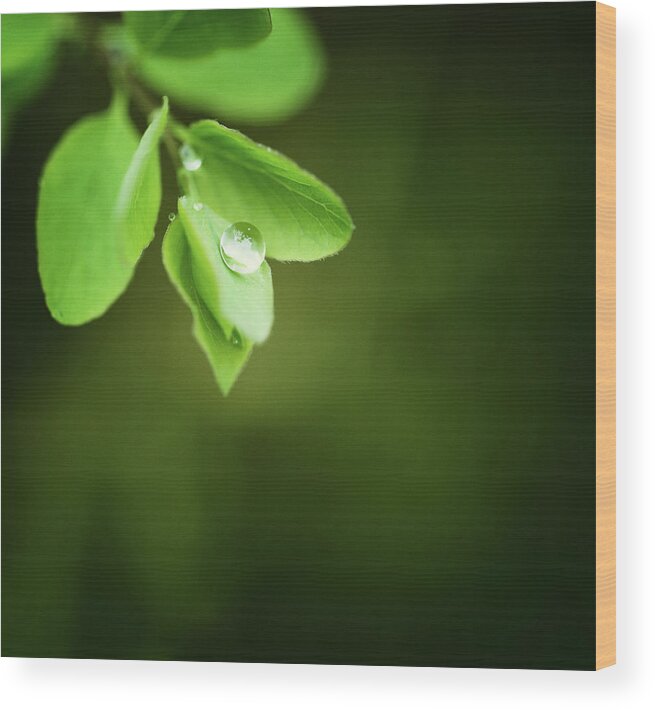 Lifestyles Wood Print featuring the photograph Water Drops After Rain by Rike 