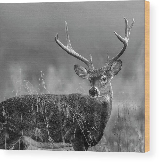 Disk1215 Wood Print featuring the photograph White-tail Buck by Tim Fitzharris