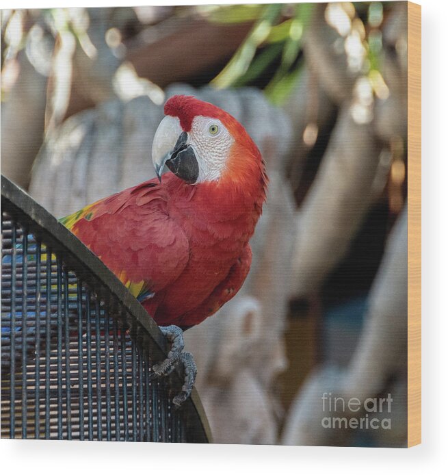 Parrot Wood Print featuring the photograph Who's Looking at me by Abigail Diane Photography