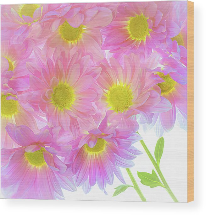 Pink Wood Print featuring the photograph A Bundle of Pink Mums by Sylvia Goldkranz