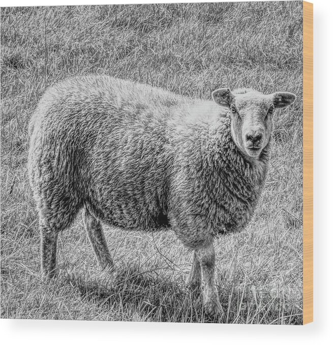 Monochrome Wood Print featuring the photograph A monochrome sheep by Pics By Tony